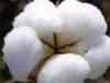 Dhiren N Sheth views on cotton market outlook