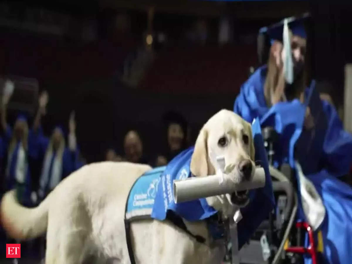 Service Dog: Service dog receives honorary diploma for attending all  classes at US' Seton Hall, video goes viral - The Economic Times