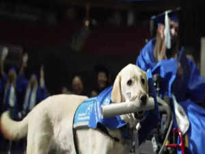 Service dog receives honorary diploma for attending all classes at US’ Seton Hall, video goes viral