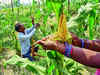 Agricultural products trade via e-NAM surges 41% in FY23