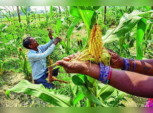 Trade of Agri Products Via e-NAM UP 41% in FY23