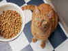 Irresistible and Best Cat Food That Pampers, Nourishes and Satisfy Your Feline's Every Craving