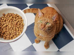 325982-1600x1030-best-dry-cat-foods