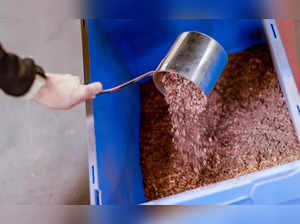 An employee of the company „Circular Carbon“ shows shredded cocoa shells in Hamburg on May 10, 2023.  At a red-brick factory in Hamburg, cocoa bean shells go in one end and out the other comes a black powder with the unusual potential to counter climate change. The process locks in greenhouses gases and the final product can be used as a fertiliser, or as an ingredient in the production of "green" concrete. - TO GO WITH AFP STORY BY Florian CAZERES (Photo by Axel Heimken / AFP) / TO GO WITH AFP STORY BY Florian CAZERES