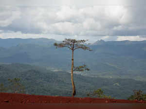A tree grows at the ArcelorMittal iron ore mine in the Nimba Mountains
