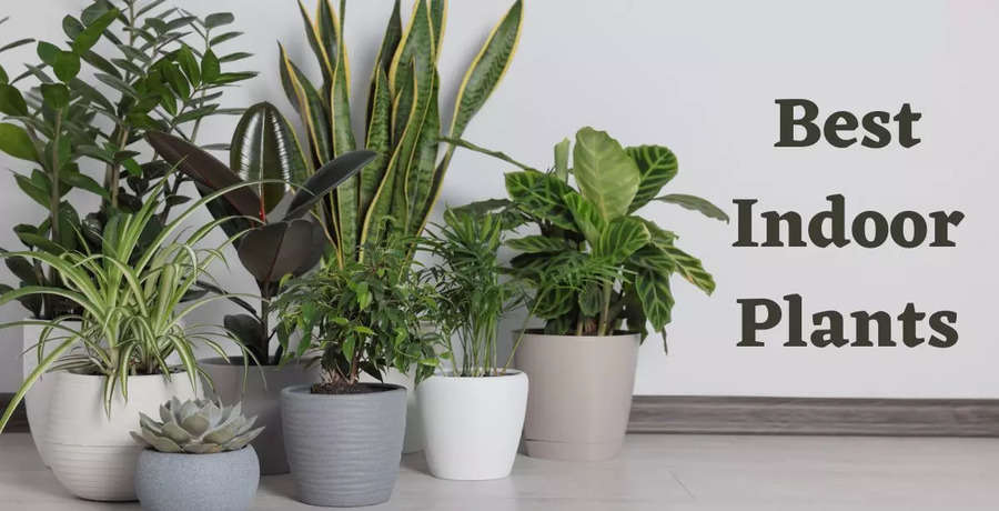 indoor plants: World Environment Day: 10 House Plants That Will Purify ...
