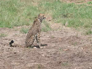 Female cheetah 'Asha' strays out of Madhya Pradesh's Kuno national park, again
