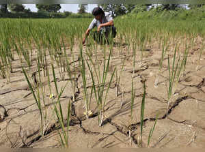 FILE PHOTO: EXPLAINER-Why El Nino is a concern for Indian monsoon rains?