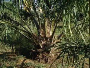 Expanding oil palm plantation recipe for ecological disaster: Experts