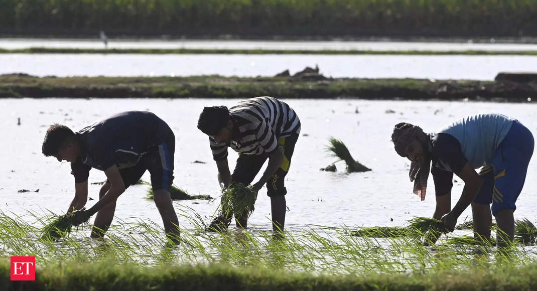 Kharif crop MSP hike unlikely to have big impact on inflation, say economists