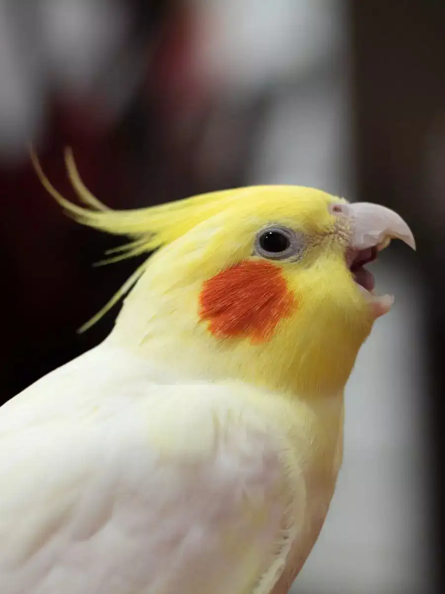 Essential Bird Care Tips Ensuring The Wellbeing Of Your Feathered