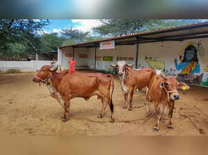 Fatehpur: Cows infected with lumpy skin disease at a farm in Fatehpur. (PTI Phot...