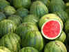 Government details procedure for watermelon seeds imports
