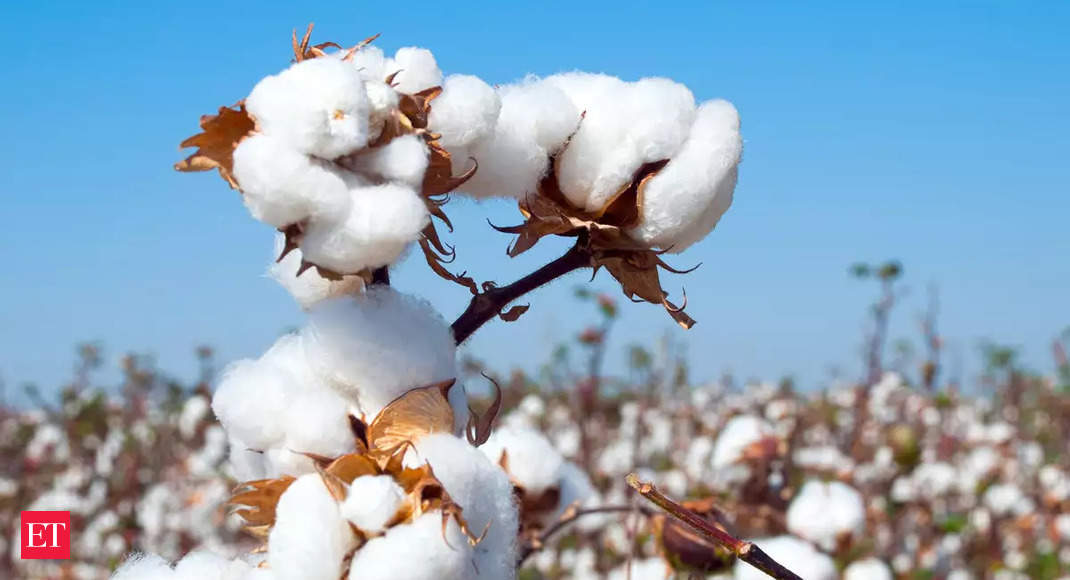 Cotton prices expected to stabilise due to 9% hike in MSP