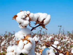 Cotton price rally could lift Indian planting to record high