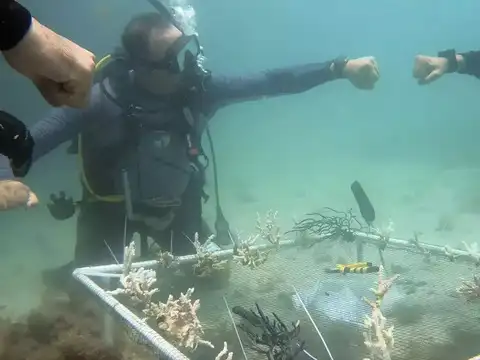 Diving course Amr Anwar to create a certified coral restoration course 
