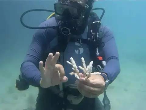 What does coral bleaching means
