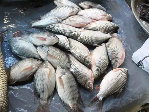 Nile tilapia