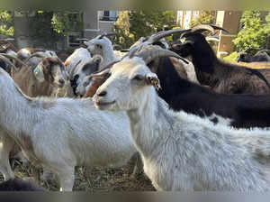 No kidding: California overtime law threatens use of grazing goats to prevent wildfires