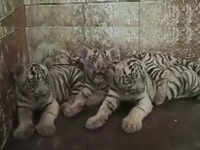 white tigers: Rare white tigers gives birth to three healthy cubs at Delhi  zoo; See adorable pics - The Economic Times