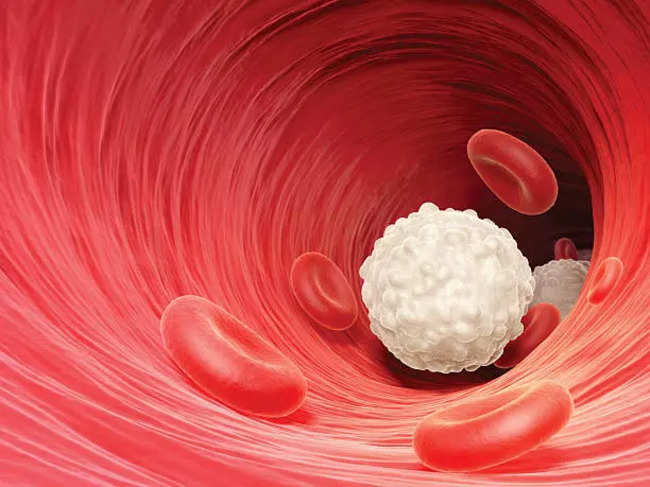 Engineered white blood cells can eliminate cancer, study finds