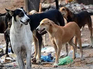Telangana: Toddler attacked by stray dogs, sustains multiple injuries