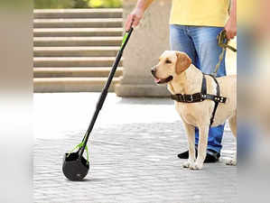 Best Scooper for dogs