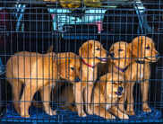 10 Best 42 Inches Dog Crates in India To Keep Your Pet Safe and Comfortable in India in 2024