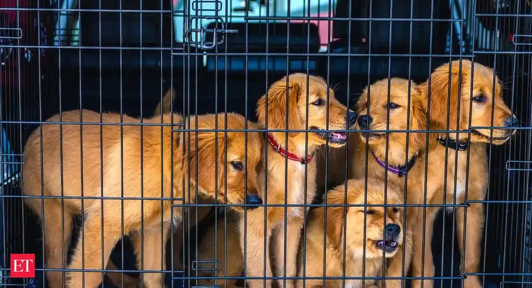 42 inch Dog Crate: 10 Best 42 Inches Dog Crates in India To Keep Your Pet Safe and Comfortable in India in 2023 - Vimarsana News