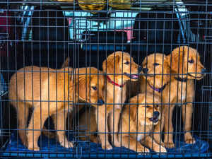 Best 42 Inch Dog Crates in India