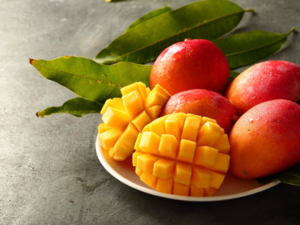 The premium variety of mangoes