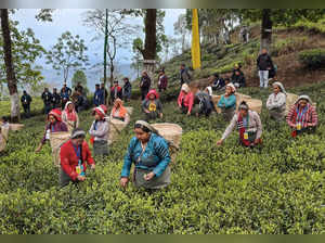 **EDS: TO GO WITH STORY** Darjeeling: Tea garden workers pick leaves at a tea ga...