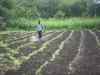 Tardy monsoon pushes back kharif sowing; India 37% rain deficient