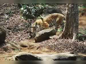 Activists for study into tigers killing domesticated animals