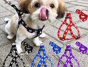 6 Best-selling Dog Leash Online - Treat your dog to a stylish, secure dog leash