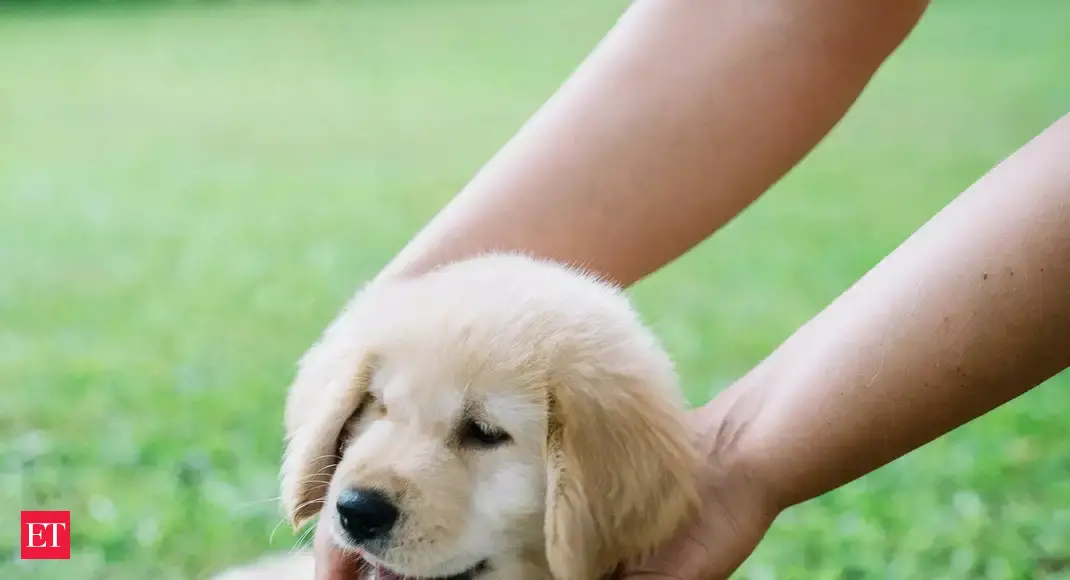 Dry shampoo for dogs: Dry Shampoo for Dogs - Give your dog the best cleaning experience - Vimarsana News