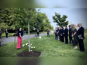 UN dedicates solidarity tree honouring victims of terrorism