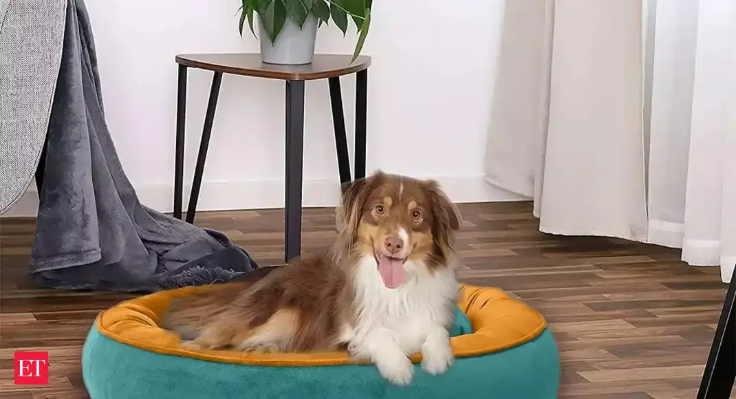 Beds for small dogs: Beds for small dogs: Give your furry friend the ultimate spot to doze off - Vimarsana News