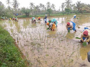 kharif sowing