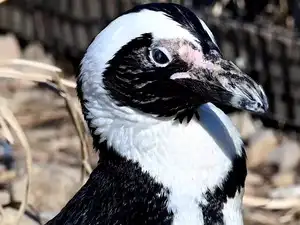 African Penguin: Oldest African penguin ET dies in Richmond Zoo - The