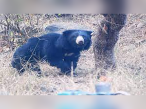 Four injured in sloth bear attack in Dahod
