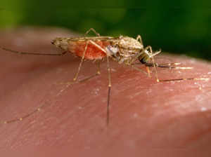 CDC issues health alert on Malaria after cases reported in Texas and Florida