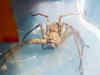 Stowaway African Huntsman Spider found in Edinburgh traveler's suitcase