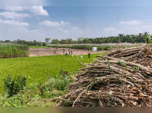 sugarcane harvest istock