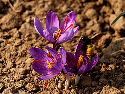 Saffron from the plains