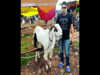 Bakrid 2023: Amid 50 per cent lower sale, Shahrukh steals the show at goat market, fetches Rs 6 lakh