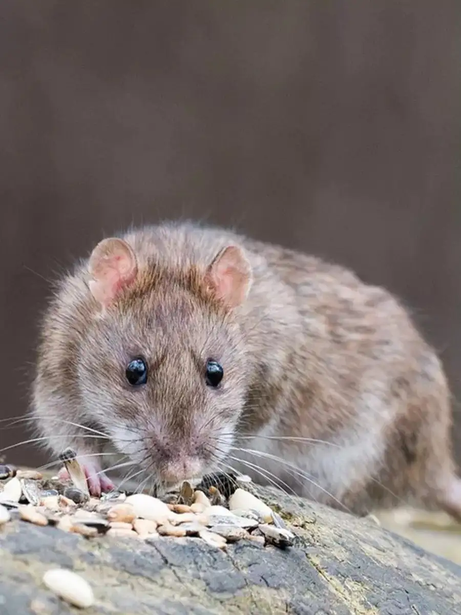 Lights, fashion, love and rats – Paris needs a Pied Piper | EconomicTimes