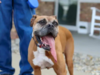 Meet Rocky, the dog with the longest tongue of them all