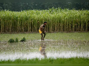 FILE PHOTO: A farmer plants rice saplings next to a sugarcane crop at a field in Shamli