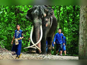 Elephant Returns to Thailand After Abuse Allegations in Sri Lanka